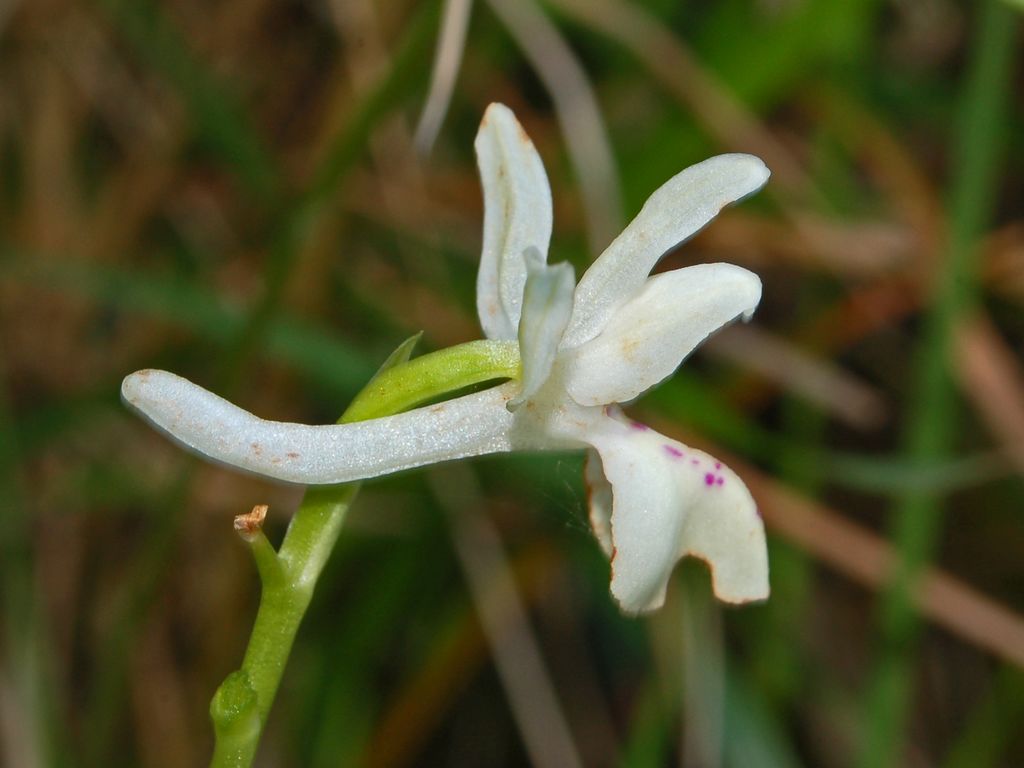 Un''orchidea bianca